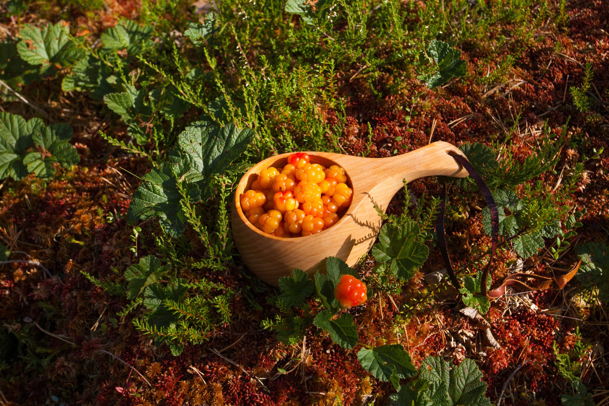 Fresh Cloudberry, Rubus chamaemorus, as northern delicacy in wooden kuksa picked in Estonian nature, bog.