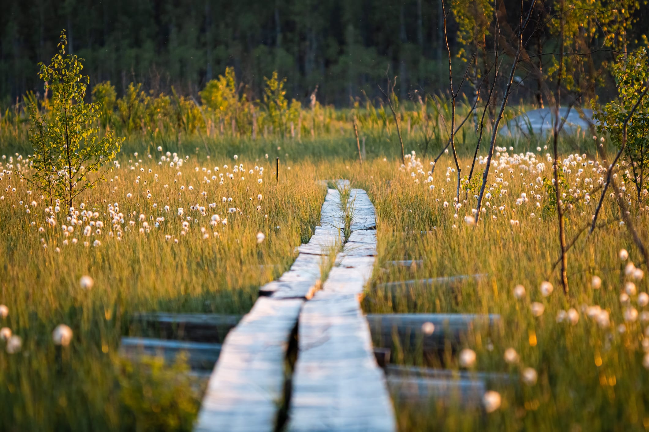 Photo taken in Pedersöre, Finland