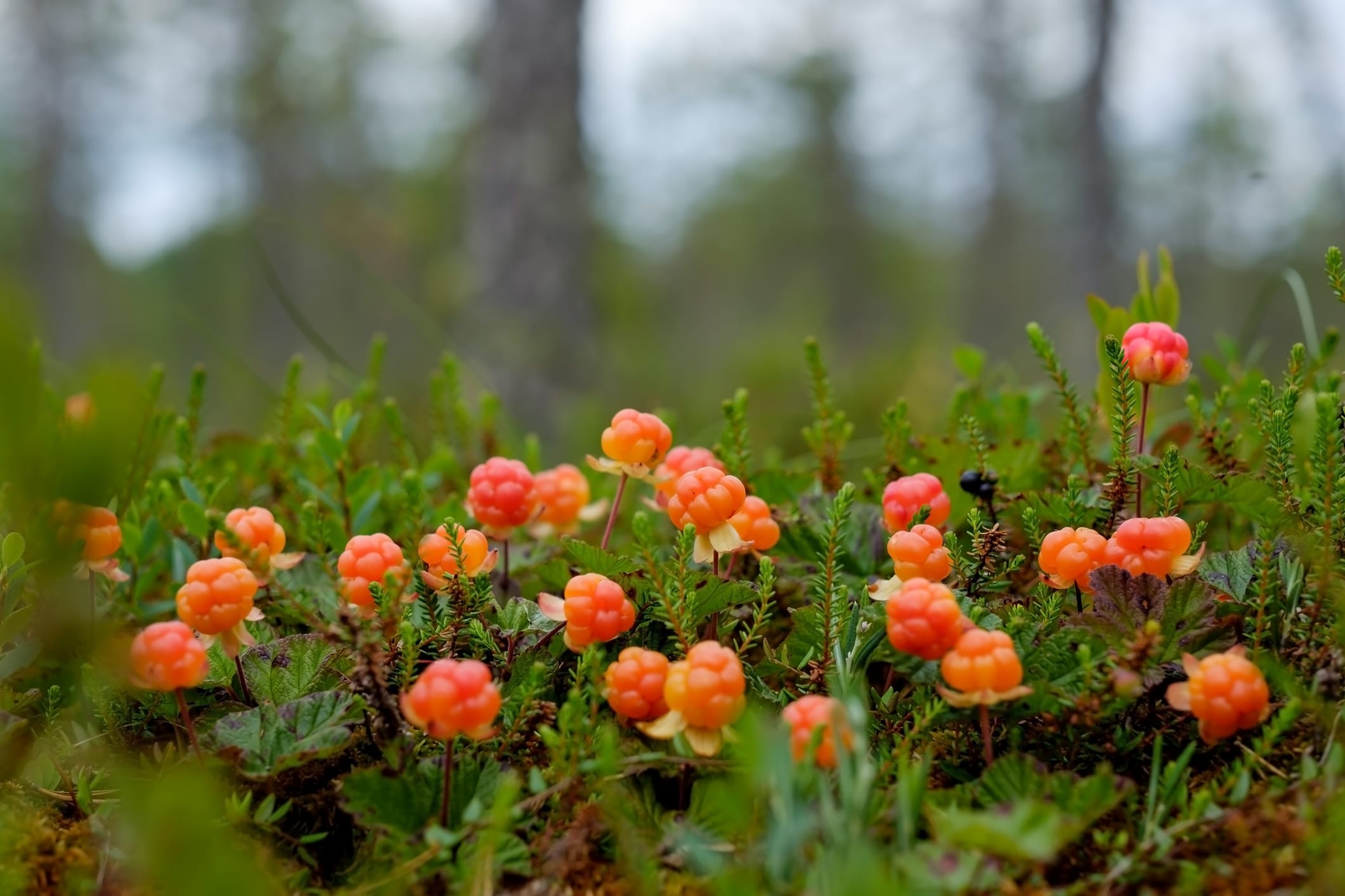 Cloudberry grow in the forest in Russia Cloudberry grow in the forest in Russia. Healthy food in wood