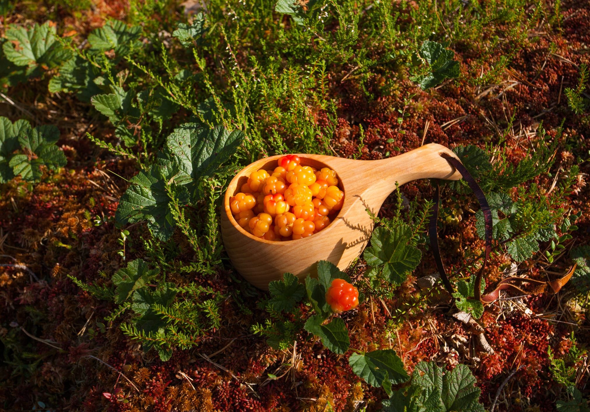 Fresh Cloudberry, Rubus chamaemorus, as northern delicacy in wooden kuksa picked in Estonian nature Fresh Cloudberry, Rubus chamaemorus, as northern delicacy in wooden kuksa picked in Estonian nature, bog.