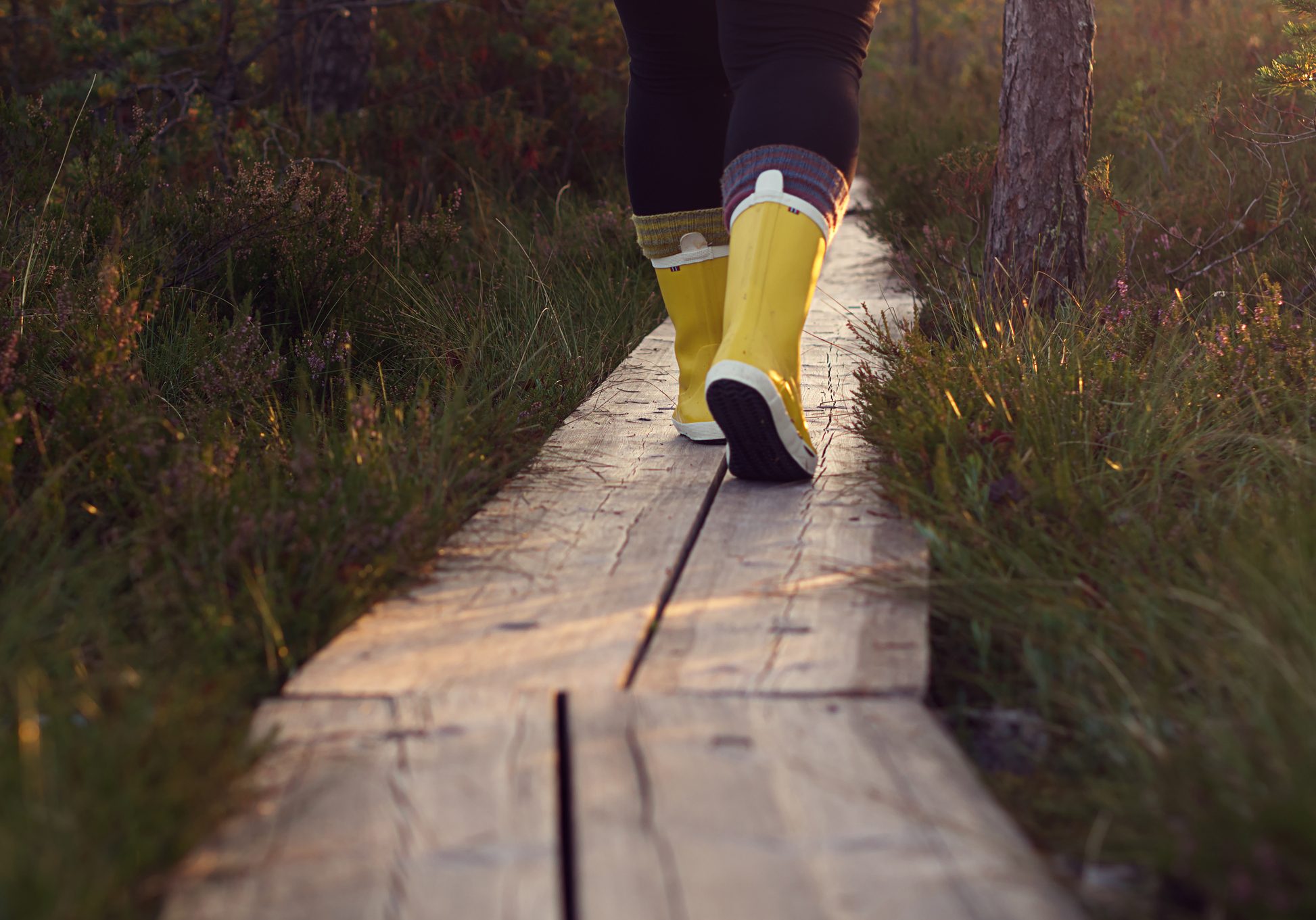 Someone walks on duckboards. Walking through the swamp on duckboards.