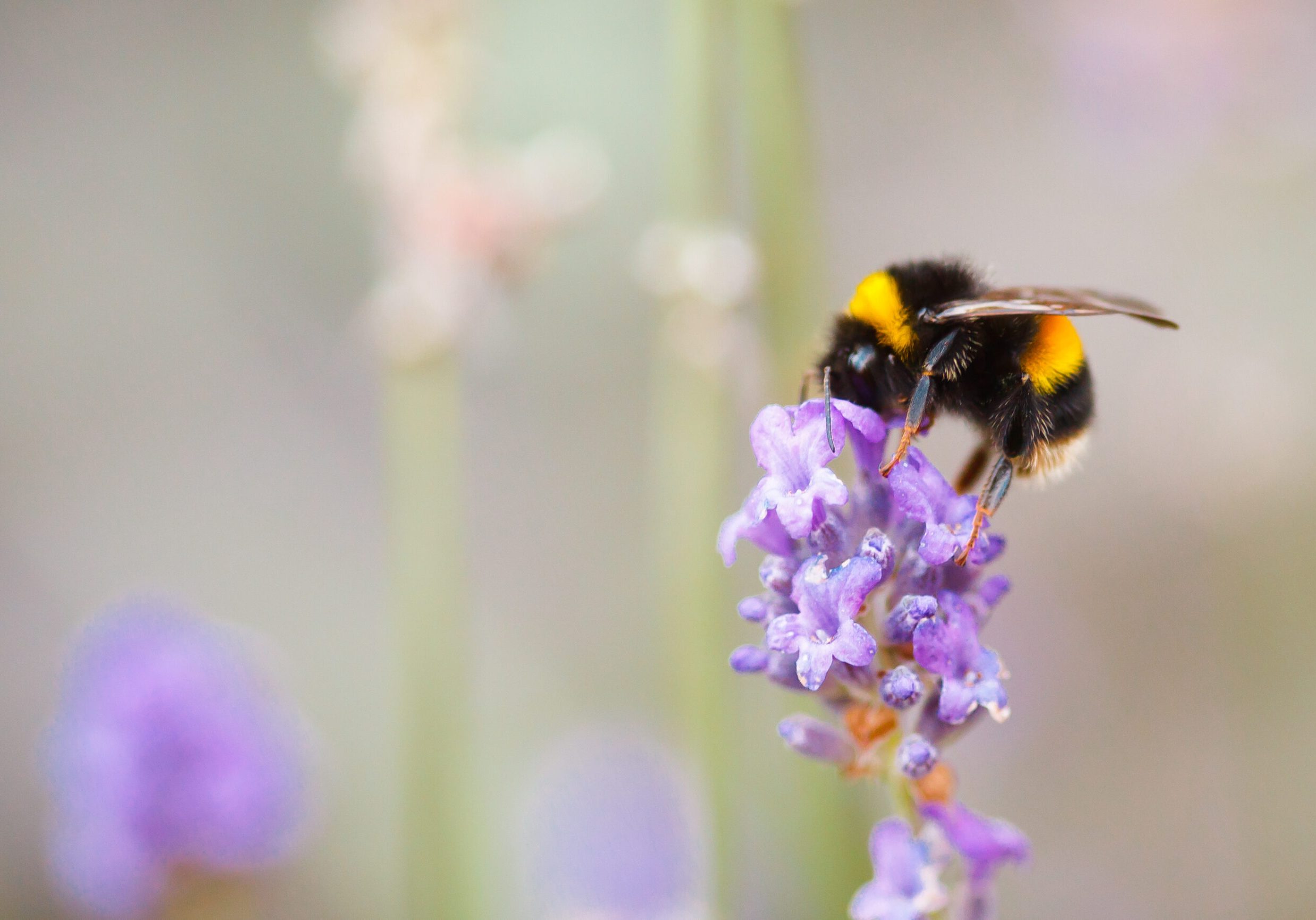 Bee on flower Bee on purple lilac close up